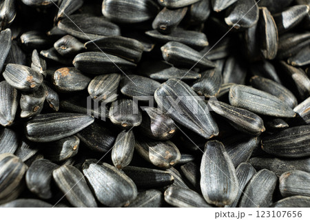 Crunchy Roasted Sunflower Seeds Close-Up Crunchy Roasted Sunflower Seeds Close-Up 123107656