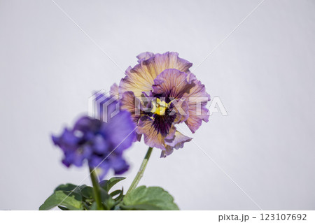 薄い紫のフリル付きビオラ 123107692