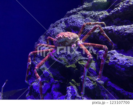 タカアシガニ 岩場 海洋生物 甲殻類 タカアシガニ 岩場 海洋生物 甲殻類 123107700