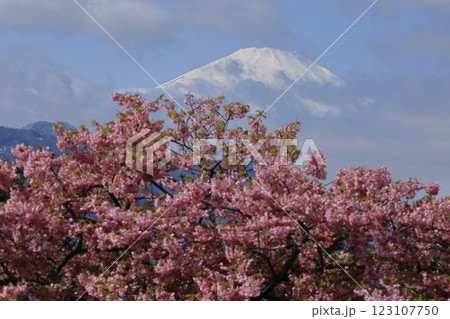 伊豆発祥の早咲き桜 伊豆発祥の早咲き桜 123107750