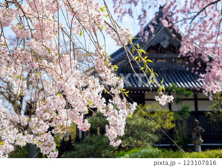 京都　妙満寺の枝垂れ桜 123107816