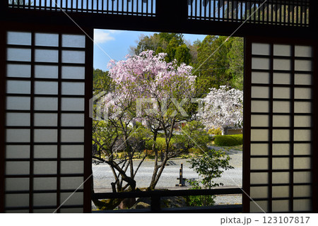 京都　妙満寺の枝垂れ桜 123107817