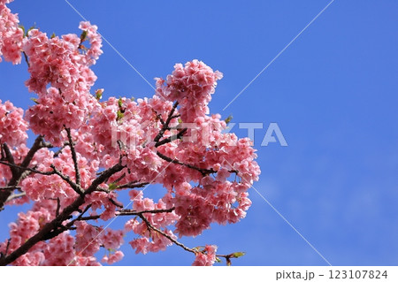 伊豆発祥の早咲き桜 123107824