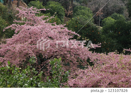 伊豆発祥の早咲き桜 伊豆発祥の早咲き桜 123107826