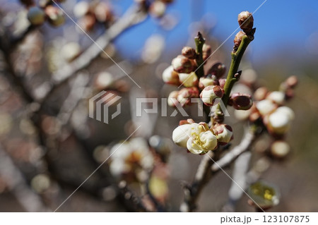 梅林の梅の花 123107875