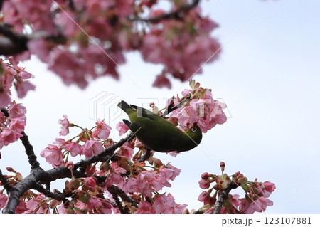 伊豆発祥の早咲き桜 123107881