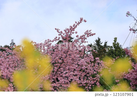 伊豆発祥の早咲き桜 伊豆発祥の早咲き桜 123107901