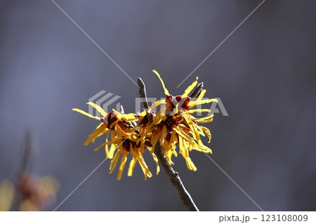 春一番に咲く花 123108009