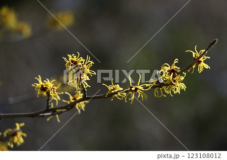 春一番に咲く花 123108012