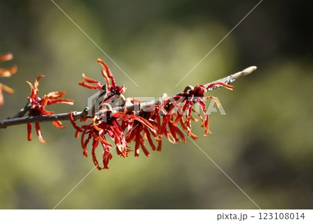 春一番に咲く花 123108014