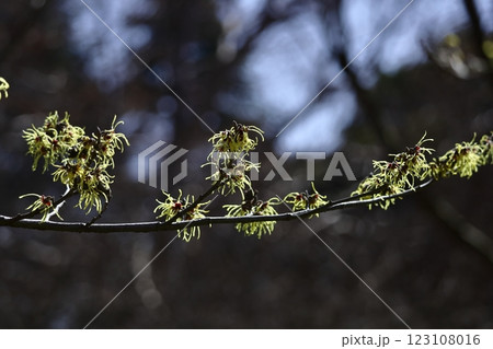 春一番に咲く花 123108016