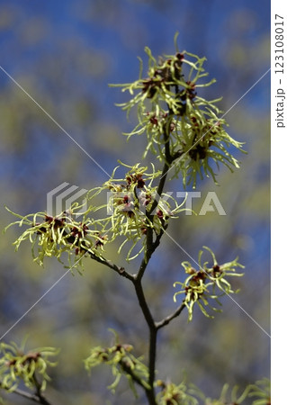 春一番に咲く花 123108017