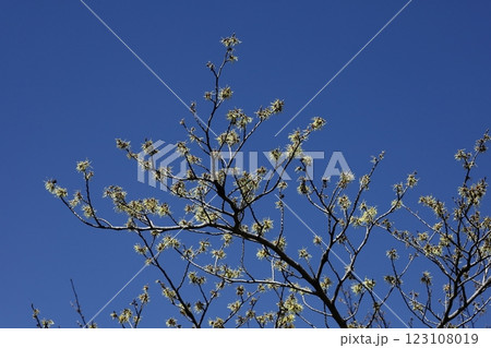 春一番に咲く花 123108019