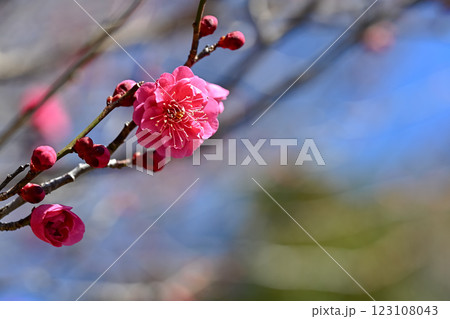 春の訪れを告げる梅の花 123108043