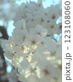 桜咲く 123108060