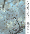 満開の桜の花 123108074