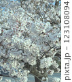 満開の桜の花 123108094