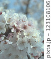 桜咲く 123108106