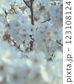 満開に咲いた桜の花 123108124