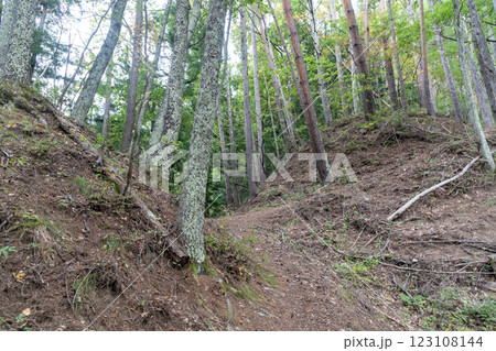 山家城　尾根筋を断ち切る連続堀切と土橋 123108144