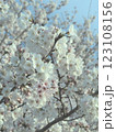 青空に映える満開の桜 123108156