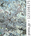 満開になった桜の花 123108175