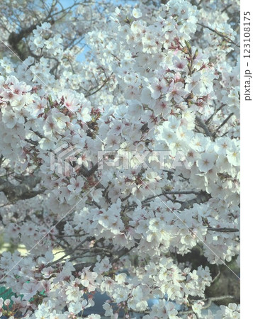 満開になった桜の花 満開になった桜の花 123108175