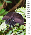 葉にとまるモンキアゲハ 123108364