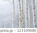 A desaturated winter landscape with frost-covered trees, subtle blue-gray hues, and a serene ambiance creates a tranquil setting. 123109080