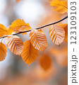 Desaturated autumn leaves in close-up, crisp textures, soft golden light, faded seasonal hues. 123109103