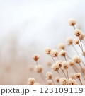 An abstract arrangement of dried flowers in soft neutral tones, with desaturated textures and a dreamy depth of field. 123109119