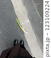 道路に落ちていたネギ 123109224