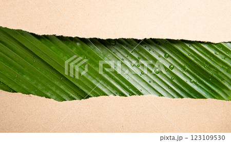 Green leaves, banana leaves, recycled paper, and backgrounds symbolize nature and sustainability, promoting eco-conscious living with biodegradable materials and zero waste solutions Green leaves, banana leaves, recycled paper, and backgrounds symbolize nature and sustainability, promoting eco-conscious living with biodegradable materials and zero waste solutions 123109530