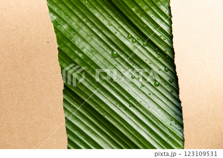 Green leaves, banana leaves, recycled paper, and backgrounds symbolize nature and sustainability, promoting eco-conscious living with biodegradable materials and zero waste solutions 123109531