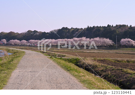 牛久沼の辺り（水面に映る桜） 123110441