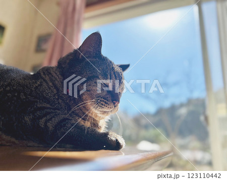 窓の外を眺める猫 窓の外を眺める猫 123110442