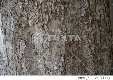 まだ若いブナの幹 123111475