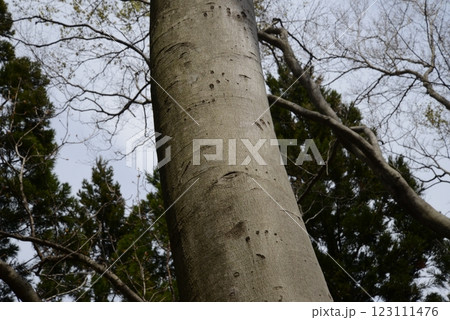ブナの幹に残るツキノワグマの爪痕 123111476
