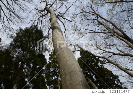 ブナの幹に残るツキノワグマの爪痕 123111477