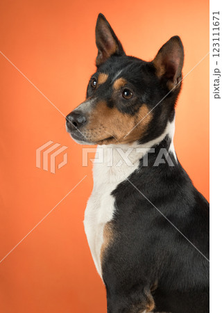 Portrait basenji dog on colored background in studio 123111671