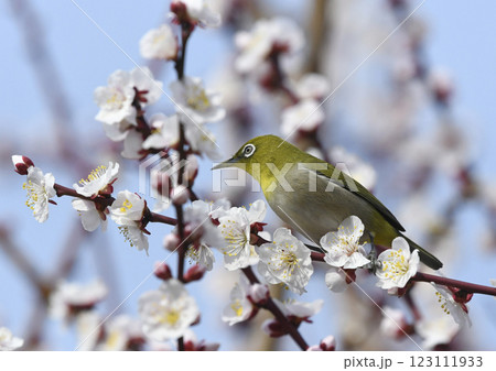 満開の白梅にメジロ (春イメージ)(小春日和イメージ ) 満開の白梅にメジロ (春イメージ)(小春日和イメージ ) 123111933