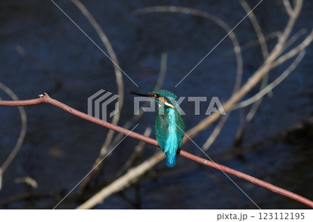 枝にとまる輝くカワセミ 123112195