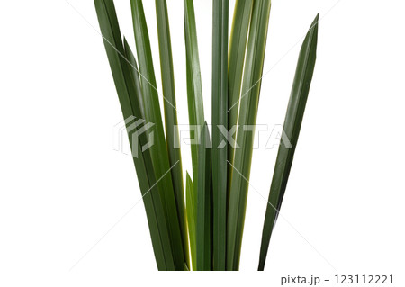Silicone and latex artificial plants showcasing realistic green foliage for home decor and styling 123112221