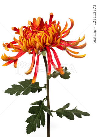 Colorful silicone and latex flower arrangement showcasing vibrant hues and intricate design ideal Colorful silicone and latex flower arrangement showcasing vibrant hues and intricate design ideal 123112273