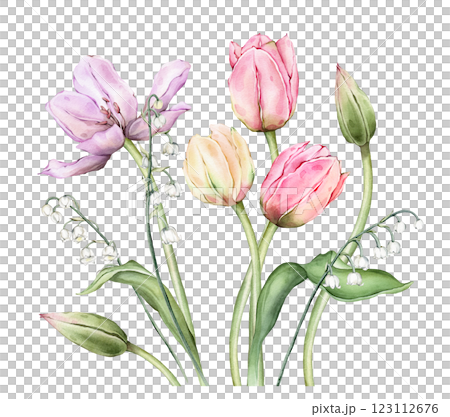 Bouquet of Pastel multi-colored Tulips and tender poured lily of the valley. Watercolor Hand drawn illustration delicate garden composition perennial bulbous flower for spring wedding design or card Bouquet of Pastel multi-colored Tulips and tender poured lily of the valley. Watercolor Hand drawn illustration delicate garden composition perennial bulbous flower for spring wedding design or card 123112676