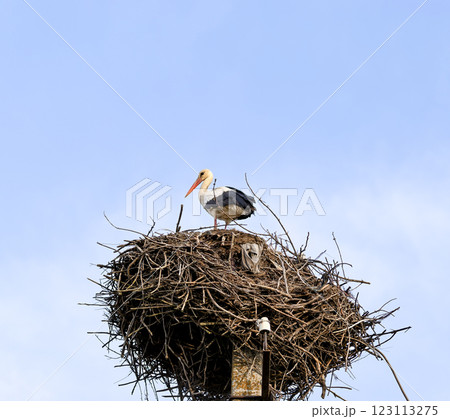 Stork with white and black feathers and a long red beak stands atop a large nest made of intertwined branches, built on a metal structure against clear blue sky. Ciconia bird in wild nature close-up. 123113275