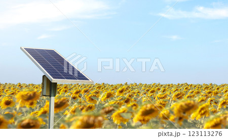 Solar cell panels installed to power a sunflower farm 123113276