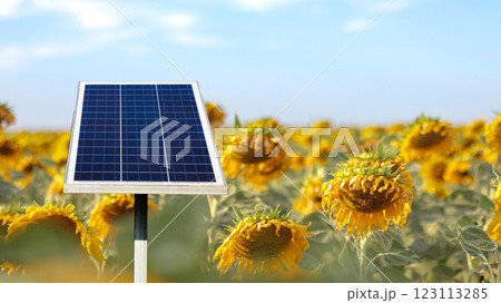 Solar cell panels installed to power a sunflower farm 123113285