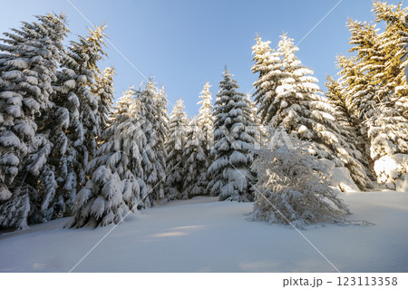 Pine trees in mountains in winter sunny day. 123113358