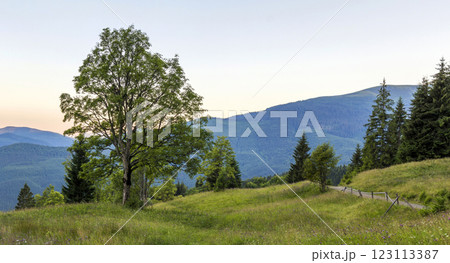 Panorama of mountains at sunset with big tree standing at front Panorama of mountains at sunset with big tree standing at front 123113387